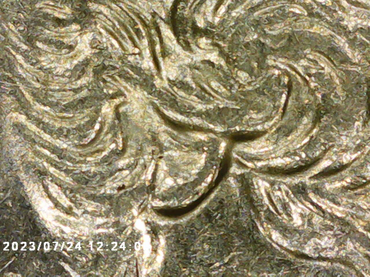 1996-D-Washington-Quarter-Ear-Lobe-Question